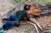 Mangaluru : Peacock dies in road accident at Ekkur